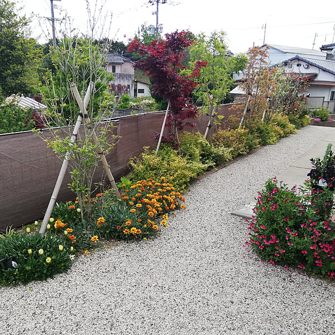 玄関 入り口 庭 ガザニア チェリーセージ ガーデニング大好き などのインテリア実例 04 26 22 28 15 Roomclip ルームクリップ