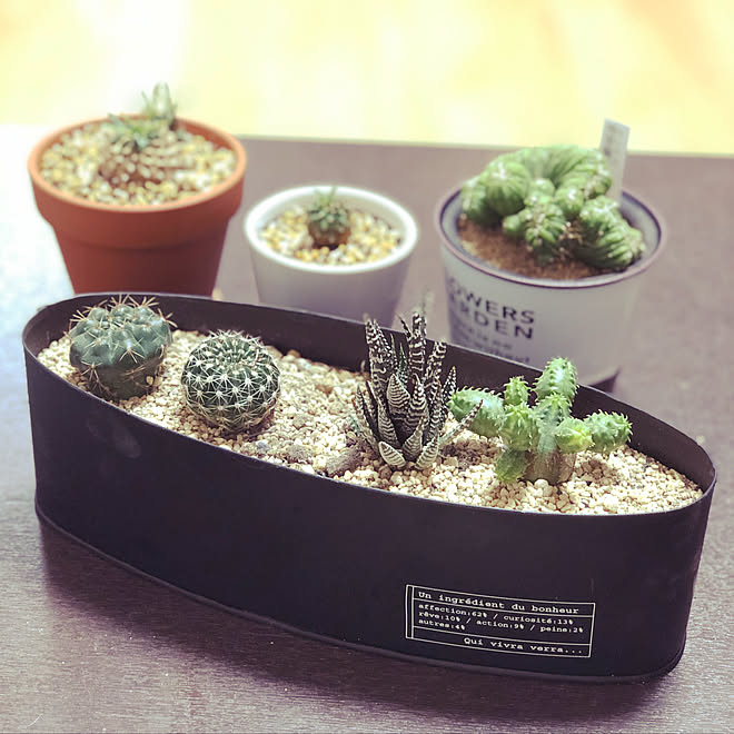 観葉植物 サボテン ガーデニング 多肉植物 寄植え などのインテリア実例 10 14 08 34 56 Roomclip ルームクリップ
