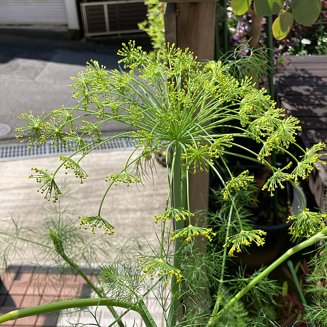 ディル ディルの花 庭 みどりのある暮らし 玄関 入り口のインテリア実例 21 05 06 13 49 56 Roomclip ルームクリップ