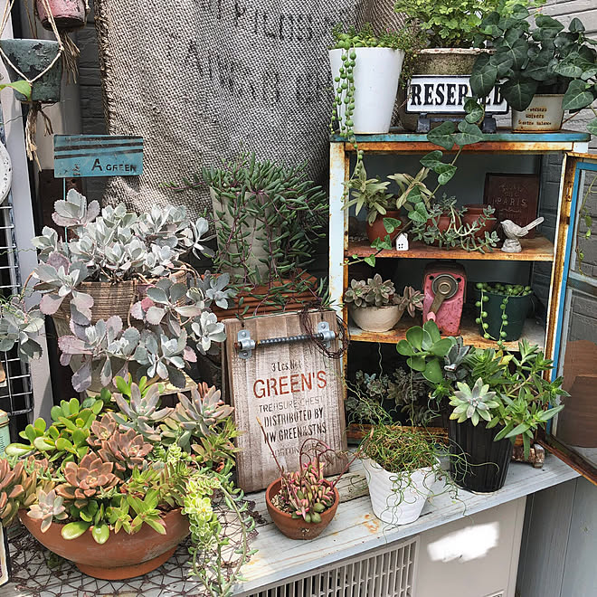 19 6 23 多肉植物 ガーデン ジャンクガーデン 庭造り などのインテリア実例 19 06 23 21 48 45 Roomclip ルームクリップ