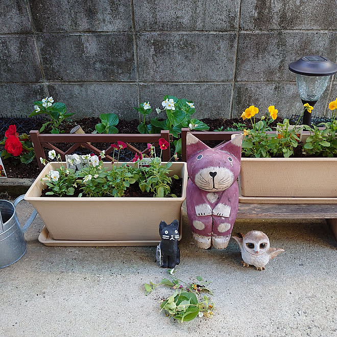 玄関 入り口 球根ベゴニアフォーチュン 花壇とプランター 花のある暮らし 古い家に住む などのインテリア実例 21 10 09 07 08 04 Roomclip ルームクリップ