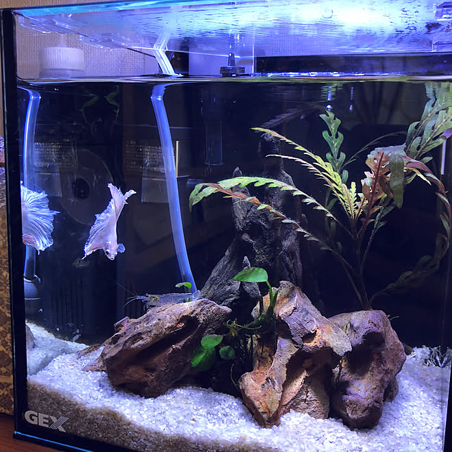 小さな水槽 水槽のある部屋 ヤマトヌマエビ ベタ水槽 一軒家 などのインテリア実例 21 07 04 10 50 58 Roomclip ルームクリップ