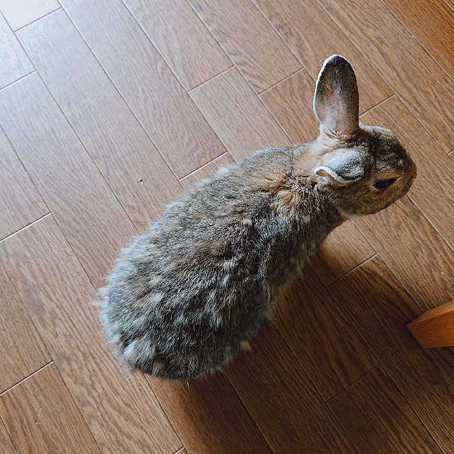 部屋全体 ウサギと暮らす いぬと暮らす ねこと暮らす 換毛期のインテリア実例 19 09 11 09 22 23 Roomclip ルームクリップ