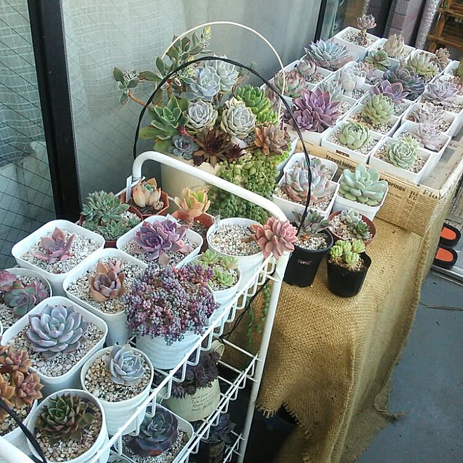 ベランダガーデン/ベランダインテリア/多肉植物/多肉とインテリアを目指す/ガーデン雑貨のインテリア実例 20150808 1314