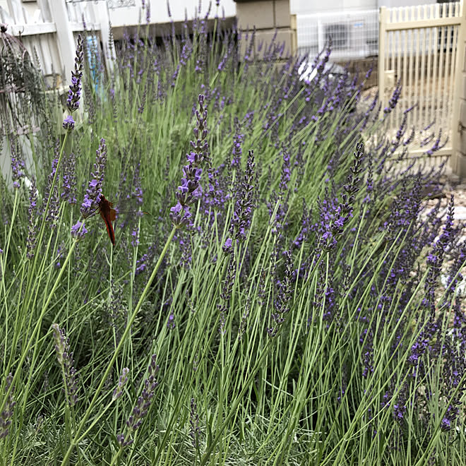 ドライフラワー作り 庭の花 ラベンダーカラー 虫さんウェルカム 満開です などのインテリア実例 21 06 11 18 19 04 Roomclip ルームクリップ