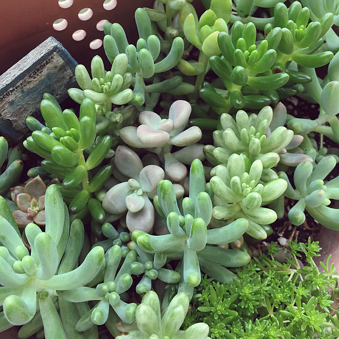 虹の玉 オーロラ 乙女心 多肉植物のインテリア実例 19 06 09 11 33 08 Roomclip ルームクリップ