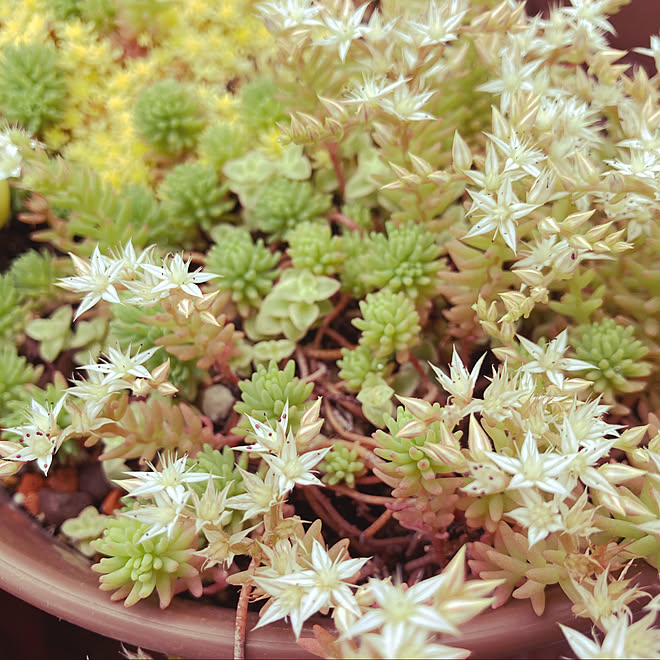 セダムの花が咲いてきた セダムの花 セダム寄せ植え セダム みなさんとの出会いに感謝 などのインテリア実例 21 06 22 10 49 43 Roomclip ルームクリップ セダムの花が咲いてきた セダムの花 セダム寄せ植え セダム みなさんとの出会いに感謝 などのインテリア実例 21 06 22 10 49 43 Roomclip ルームクリップ