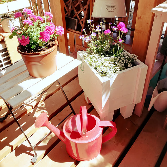 玄関 入り口 プランターdiy 寄せ植え エンゼルボール ブルーデージー などのインテリア実例 03 25 12 59 41 Roomclip ルームクリップ