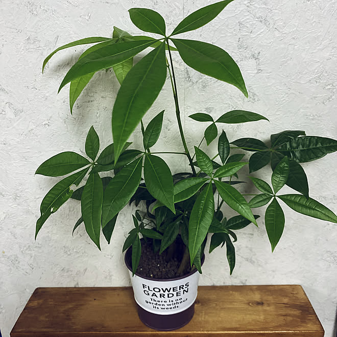 ダイソー パキラ成長中 金具自作 ウォールシェルフdiy 観葉植物 などのインテリア実例 09 11 03 13 Roomclip ルームクリップ ダイソー パキラ成長中 金具自作 ウォールシェルフdiy 観葉植物 などのインテリア実例 09 11 03 13 Roomclip ルームクリップ