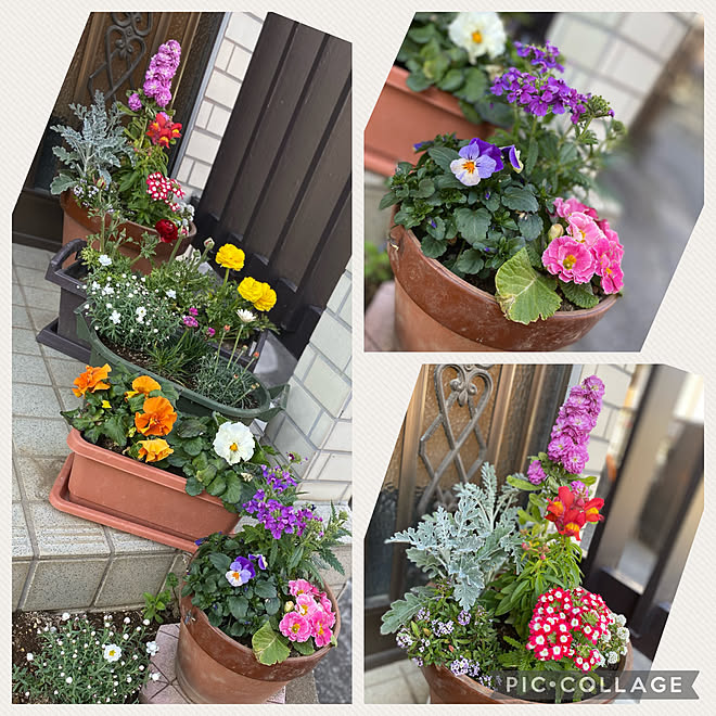 玄関前の鉢植え 玄関前スペース はなのある暮らし お庭のある暮らし 花のある暮らし などのインテリア実例 22 03 09 16 48 13 Roomclip ルームクリップ