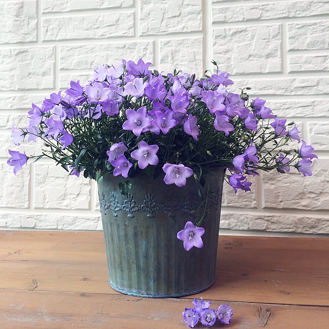 玄関 入り口 カンパニュラメリーベル 鉢 ブリキ 庭 などのインテリア実例 15 03 24 11 41 Roomclip ルームクリップ