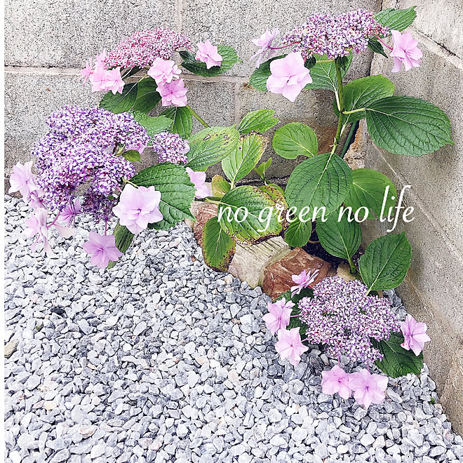品種の名前教えて 紫 ピンク 紫陽花咲いた 手作り花壇 庭の角に などのインテリア実例 21 06 02 13 15 01 Roomclip ルームクリップ 品種の名前教えて 紫 ピンク 紫陽花咲いた 手作り花壇 庭の角に などのインテリア実例 21 06 02 13 15 01 Roomclip ルームクリップ