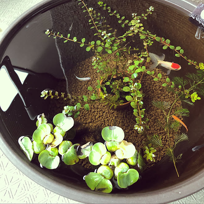 水草 金魚 メダカ ベランダ 純和風ですけど 何か のインテリア実例 06 22 16 35 05 Roomclip ルームクリップ