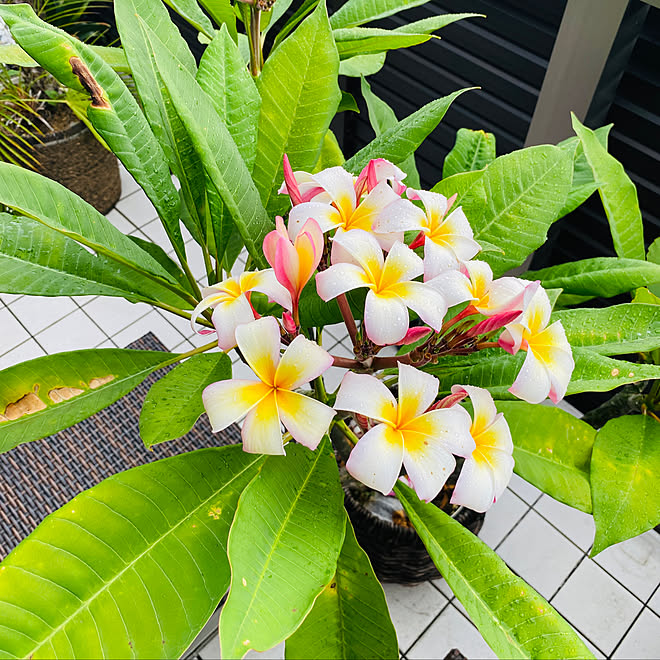 プルメリアの花 プルメリア 南国テイスト 南国植物 プルメリアの花芽 などのインテリア実例 22 08 24 16 18 44 Roomclip ルームクリップ