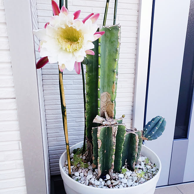 玄関 入り口 柱サボテンの花 サボテンのある暮らし 水栽培 ドライフラワーのある暮らし などのインテリア実例 22 08 01 07 43 47 Roomclip ルームクリップ 玄関 入り口 柱サボテンの花 サボテンのある暮らし 水栽培 ドライフラワーのある暮らし などのインテリア実例 22 08 01 07 43 47 Roomclip ルームクリップ