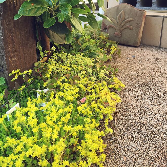 玄関 入り口 黄色い花 雑草 のインテリア実例 16 05 19 07 24 11 Roomclip ルームクリップ