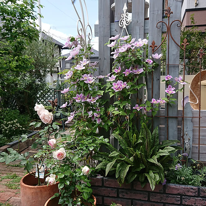 部屋全体 花のある暮らし 庭のある暮らし クレマチス ﾋﾟｰﾙ 雨上がりの庭 などのインテリア実例 05 17 11 37 59 Roomclip ルームクリップ