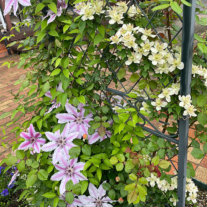 クレマチス 花のある暮らし 手作りの庭 花が好き 癒しの空間 などのインテリア実例 21 05 27 14 57 45 Roomclip ルームクリップ クレマチス 花のある暮らし 手作りの庭 花が好き 癒しの空間 などのインテリア実例 21 05 27 14 57 45 Roomclip ルームクリップ