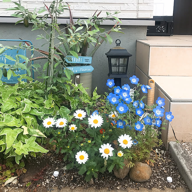 庭 ノースポール 花のある暮らし ネモフィラ 花壇 などのインテリア実例 04 08 13 15 16 Roomclip ルームクリップ