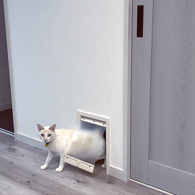 写りたがり猫 ペット壁内くぐり戸 Daiken 十人十家 ねこのいる暮らし などのインテリア実例 2020 10 29 17 24 22 Roomclip ルームクリップ