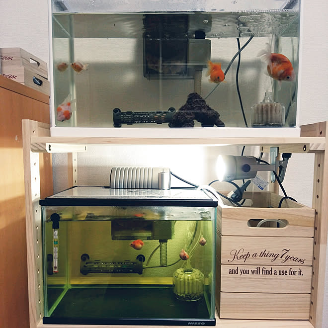 リビング ピンポンパール 金魚水槽 ニトリ D Room などのインテリア実例 18 02 16 03 03 26 Roomclip ルームクリップ