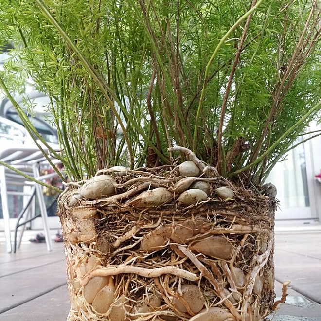 玄関 入り口 観葉植物 アスパラガス メイリー 植え替え 森じゃなないよーのインテリア実例 16 04 09 16 14 47 Roomclip ルームクリップ 玄関 入り口 観葉植物 アスパラガス メイリー 植え替え 森じゃなないよーのインテリア実例 16 04 09 16 14 47 Roomclip ルームクリップ
