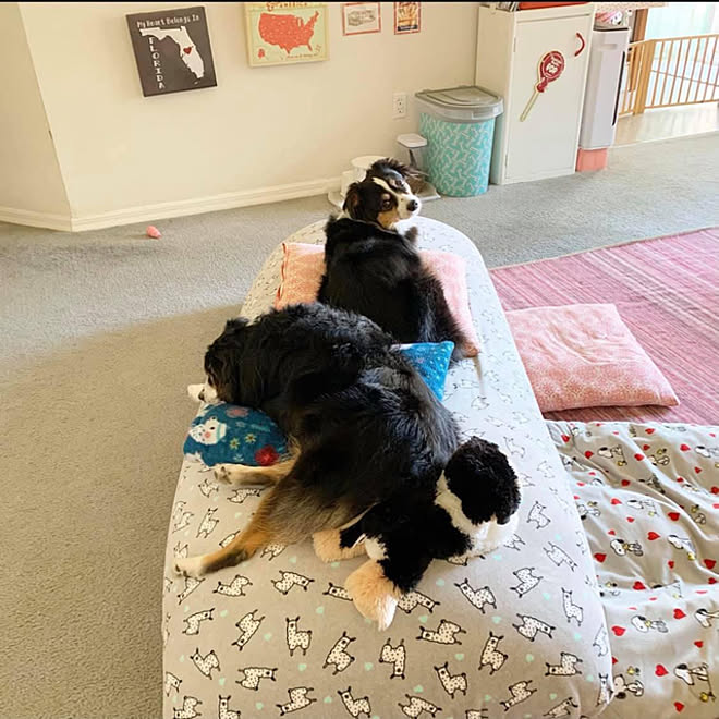 Yogibo ヨギボー 犬のいる暮らし ペットと暮らすインテリア フロリダ などのインテリア実例 21 05 17 04 43 47 Roomclip ルームクリップ