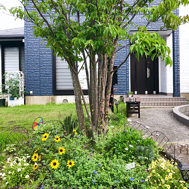 庭 花壇の寄せ植え 花壇 アメリカンブルー ペチュニア などのインテリア実例 19 07 12 08 36 30 Roomclip ルームクリップ