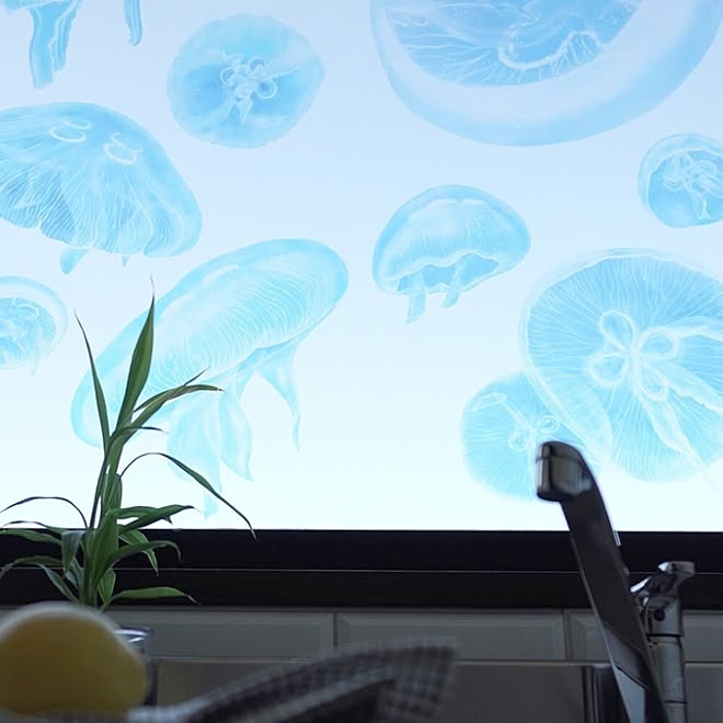 窓 壁紙屋本舗 くらげ ウィンドウステッカー ミズクラゲ などのインテリア実例 22 08 14 12 00 18 Roomclip ルームクリップ