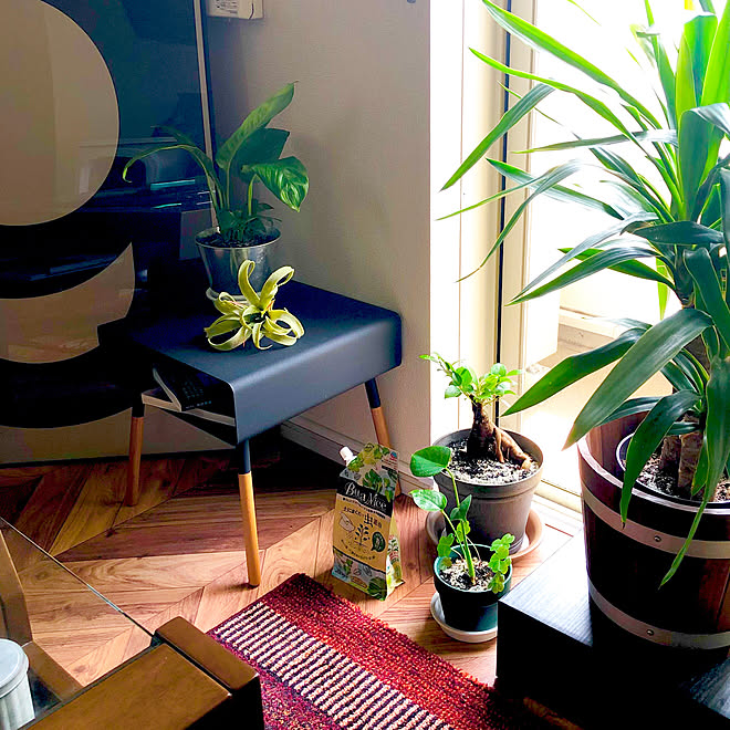 すべての美しい花の画像 上ikea 観葉 植物 枯れる