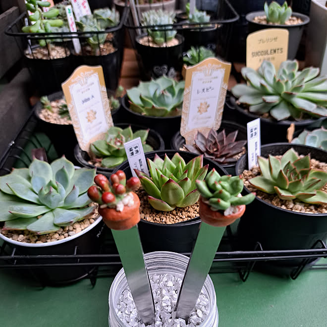 部屋全体 Yoko Petitbonheur ピンセット 多肉初心者 癒し などのインテリア実例 22 10 13 09 15 33 Roomclip ルームクリップ