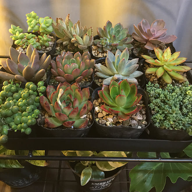 100均 セリア 多肉初心者 多肉植物のある暮らし 観葉植物 などのインテリア実例 21 02 19 32 33 Roomclip ルームクリップ