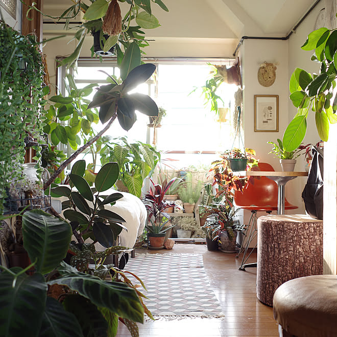 グリーン シャビー グリーンのある暮らし グリーンインテリア アンティーク などのインテリア実例 01 04 18 42 18 Roomclip ルームクリップ