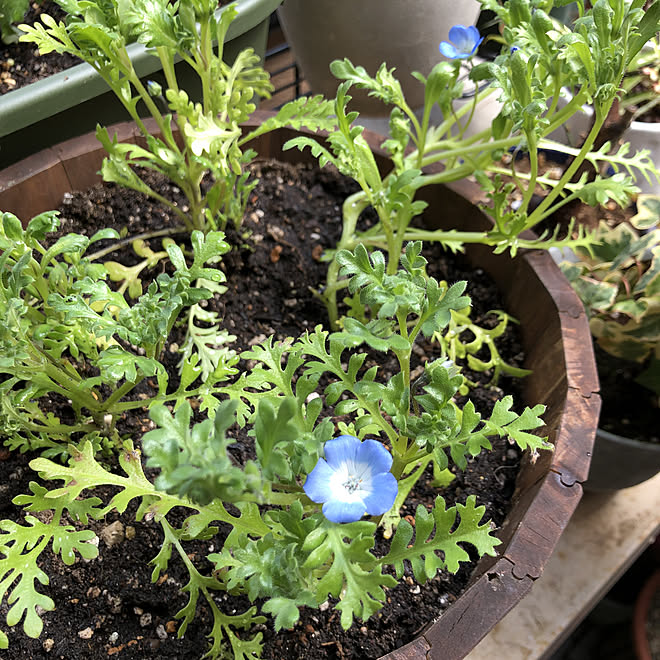 種から育てたネモフィラ ネモフィラ ベランダガーデン 見ていただきありがとうございます 植物のある暮らし などのインテリア実例 21 03 11 38 41 Roomclip ルームクリップ
