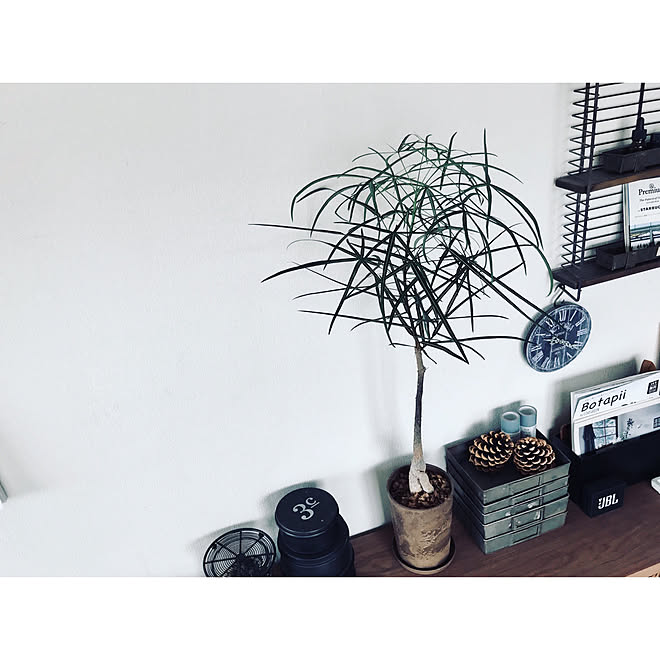 植物 ブラキキトン ルペストリス ブラキキトン 塊根植物 ボトルツリー などのインテリア実例 18 08 05 17 31 10 Roomclip ルームクリップ 植物 ブラキキトン ルペストリス ブラキキトン 塊根植物 ボトルツリー などのインテリア実例 18 08 05 17 31 10 Roomclip ルームクリップ