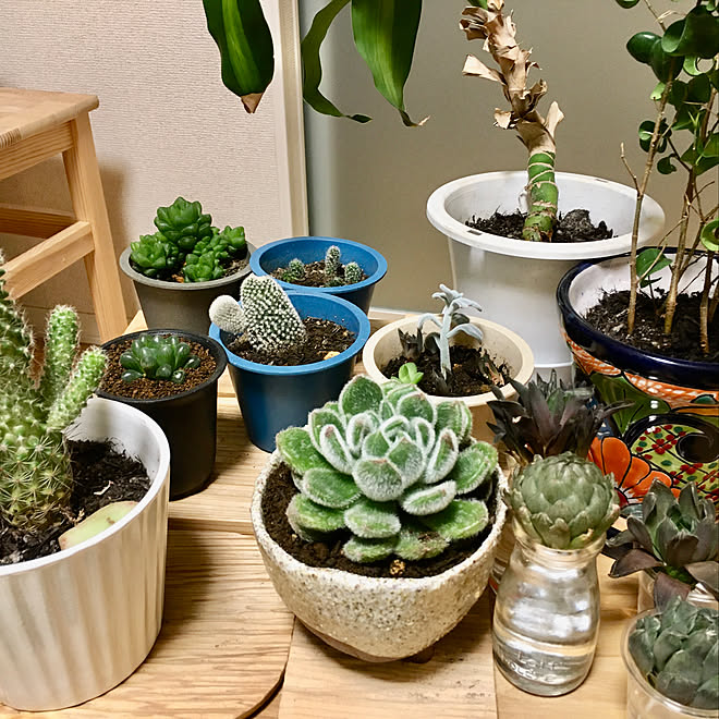 Diy セリア 多肉植物 100均 棚のインテリア実例 21 02 19 56 36 Roomclip ルームクリップ Diy セリア 多肉植物 100均 棚のインテリア実例 21 02 19 56 36 Roomclip ルームクリップ