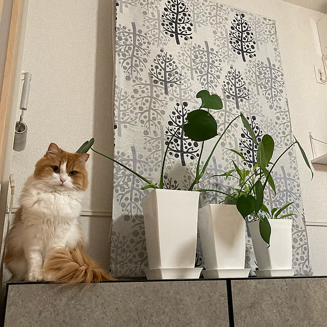観葉植物 Ikea ニトリ 壁紙屋本舗 賃貸インテリア などのインテリア実例 2021 12 15 23 02 18 Roomclip ルームクリップ
