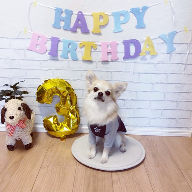 壁 天井 チワワ レンガ調 いぬと暮らす 壁紙リメイクシート などのインテリア実例 22 02 09 14 09 27 Roomclip ルームクリップ