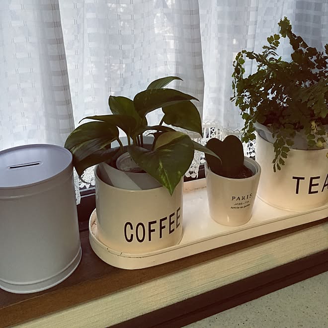 キッチン/観葉植物/100均/モノトーンのインテリア実例 20160228 070618 ｜ RoomClip（ルームクリップ）