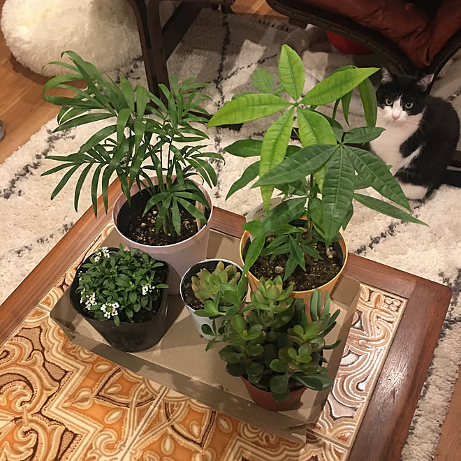 多肉植物 テーブルヤシ パキラ 猫のいる暮らし 観葉植物 などのインテリア実例 22 03 19 53 01 Roomclip ルームクリップ 多肉植物 テーブルヤシ パキラ 猫のいる暮らし 観葉植物 などのインテリア実例 22 03 19 53 01 Roomclip ルームクリップ