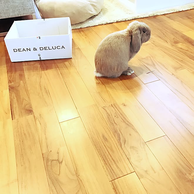 リビング ホーランドロップイヤー うさぎと暮らす ディーン デルーカ 無垢材の床 などのインテリア実例 16 11 19 14 30 46 Roomclip ルームクリップ