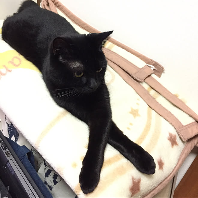 リビング 黒猫 スコティッシュフォールド 仮住まい 猫が居る生活 などのインテリア実例 17 11 26 23 00 46 Roomclip ルームクリップ