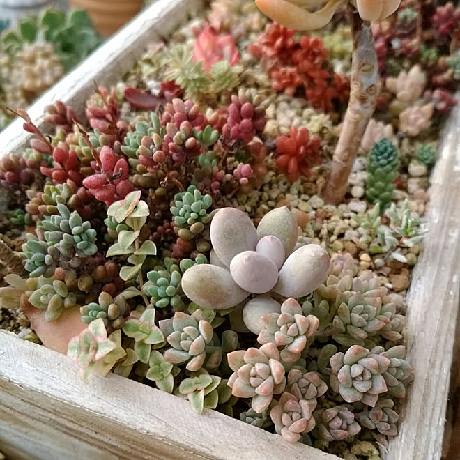 キッチン/NO GREEN NO LIFE/癒し/サンルーム/多肉植物...などのインテリア実例 - 2019-11-14 16:54:53