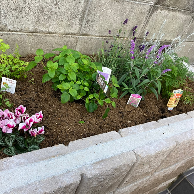 癒し ハーブの寄せ植え ハーブ にんじん ラベンダー などのインテリア実例 11 02 21 58 36 Roomclip ルームクリップ 癒し ハーブの寄せ植え ハーブ にんじん ラベンダー などのインテリア実例 11 02 21 58 36 Roomclip ルームクリップ