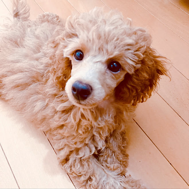 プードルカット 同化してる パピーがやって来た プードルの赤ちゃん ナチュラルフローリング などのインテリア実例 21 09 30 22 36 03 Roomclip ルームクリップ