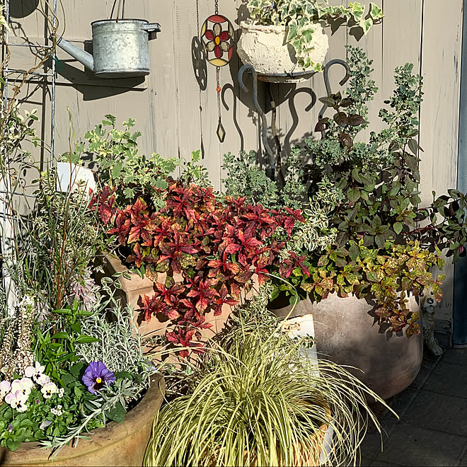 手作りの庭/植物/植物のある暮らし/花のある暮らし/NO GREEN NO LIFE...などのインテリア実例 - 2019-11-15 20:39:52