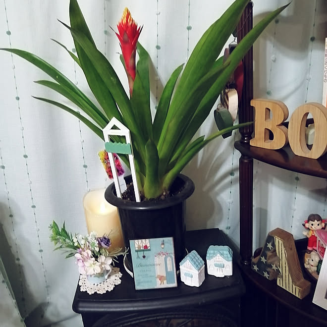 部屋全体 観葉植物のある部屋 グスマニアの花言葉 いつか旅行に 道の駅のお土産 などのインテリア実例 21 03 26 10 24 18 Roomclip ルームクリップ