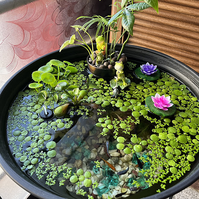 ハイドロカルチャー観葉植物 メダカ種類分かりません 昭和のお家 シングルマザー 観葉植物 などのインテリア実例 22 10 14 15 59 38 Roomclip ルームクリップ