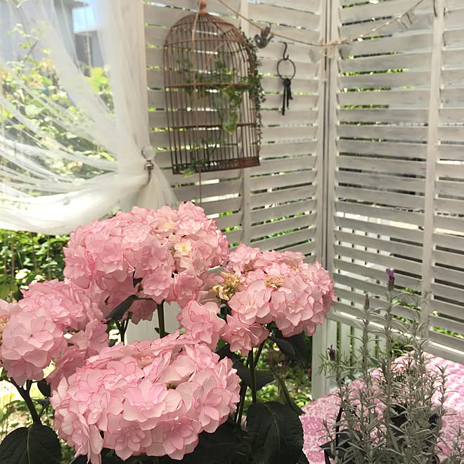 ベッド周り 紫陽花ケイコ バードゲージ カーテン ラティスホワイト化のインテリア実例 16 05 13 21 56 03 Roomclip ルームクリップ