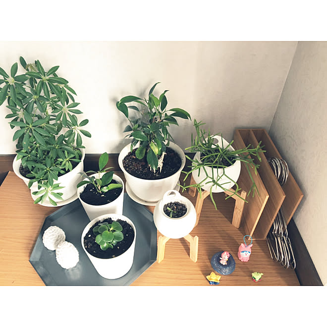 ダイソー 無印良品 観葉植物 観葉植物のある部屋 多肉植物 などのインテリア実例 19 04 07 16 57 25 Roomclip ルームクリップ
